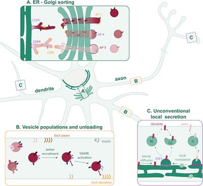 A voyage from the ER: spatiotemporal insights into polarized protein secretion in neurons